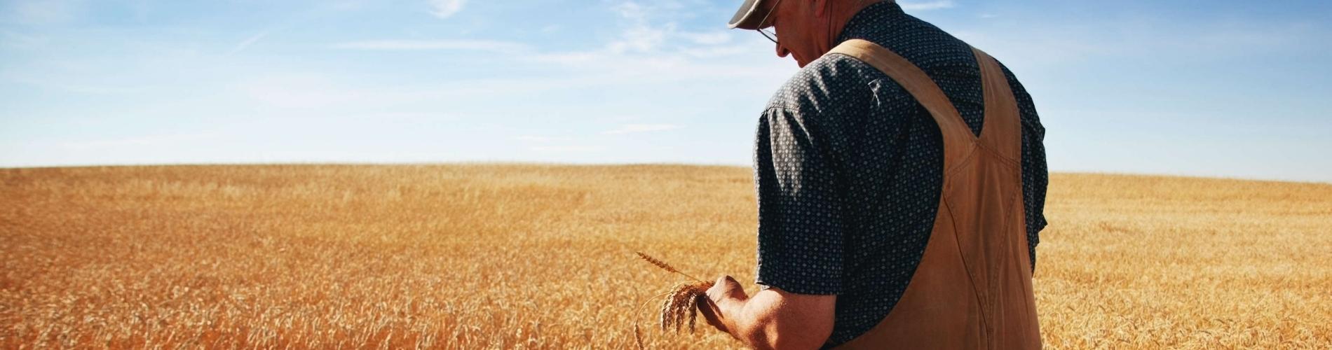 Farmer in field examing wheat crop